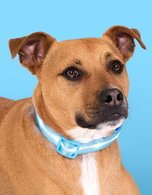 Load image into Gallery viewer, LED Light up Dog Collar - 1,000 Feet of Visibility - Brightest for Night Safety - USB Rechargeable with Water Resistant Glowing Dog Collar Light
