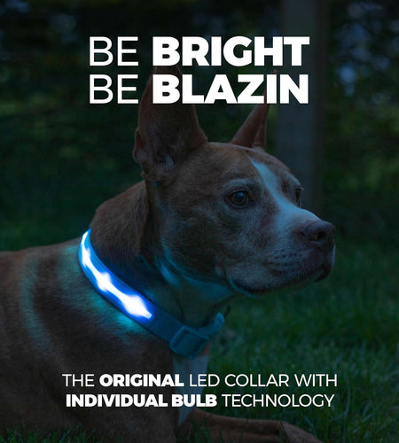 LED Light up Dog Collar - 1,000 Feet of Visibility - Brightest for Night Safety - USB Rechargeable with Water Resistant Glowing Dog Collar Light