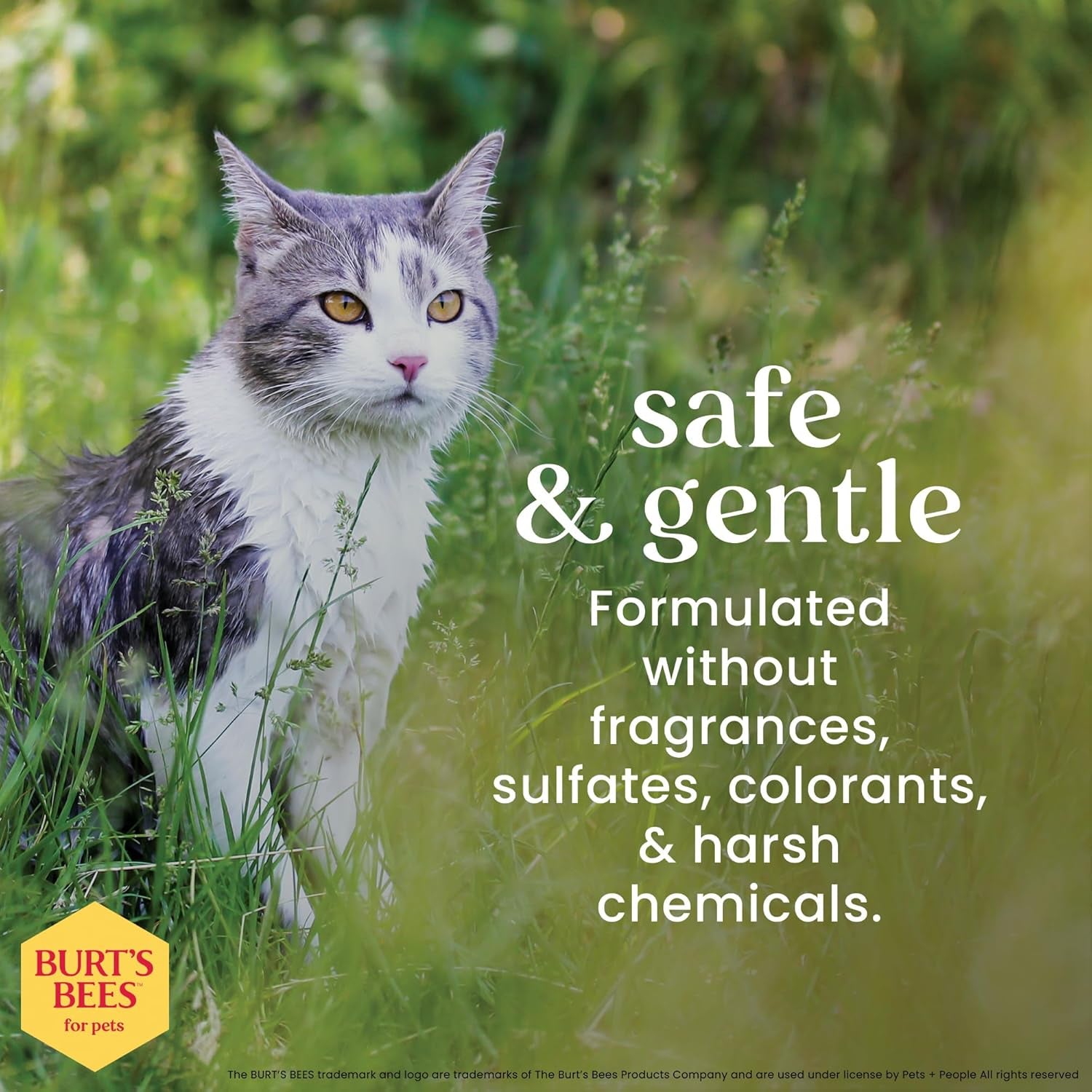 Cat Hypoallergenic Shampoo with Shea Butter & Honey | Moisturizing & Nourishing Cat Shampoo | Cruelty, Sulfate & Paraben Free, Ph Balanced for Cats - Made in USA, 10 Oz - 2 Pack